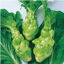 野菜の種(新種)×18袋その④ 41+M3HbgKyL._AC_UL210_SR210,
